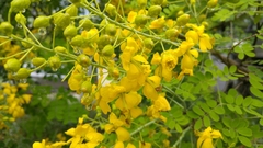 Erythrostemon mexicanus