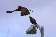 Parabuteo unicinctus