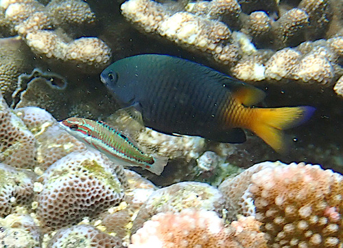 Stegastes insularis observed 2024-12-16