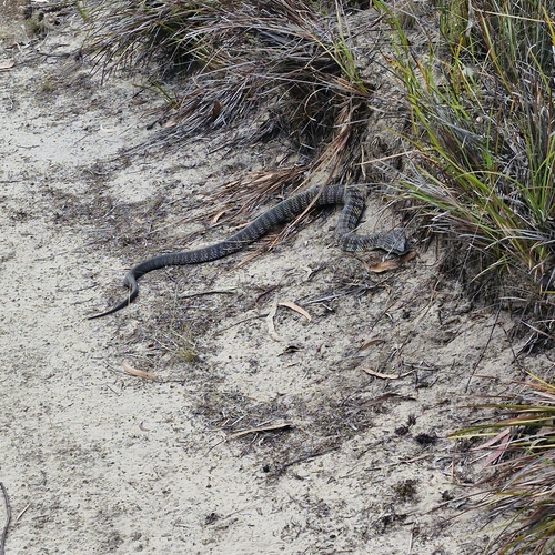 Tiger Snake sighting