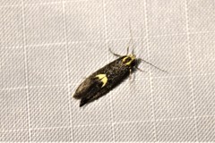 Polix coloradella