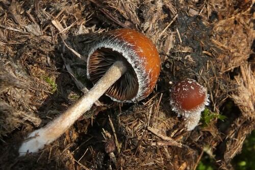 Representative image of Psathyrella hirta