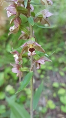 Epipactis helleborine