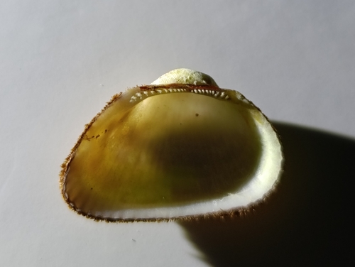 Fugleria illota observed 2024-12-16