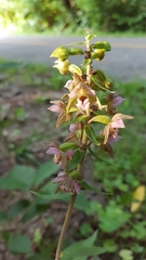 Epipactis helleborine
