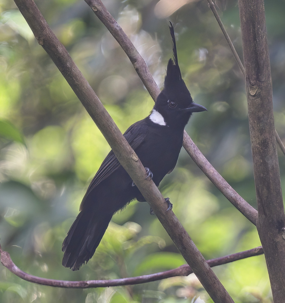 Crested Jayshrike photo