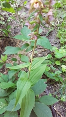 Epipactis helleborine