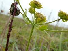 Bupleurum americanum