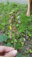 Epipactis helleborine