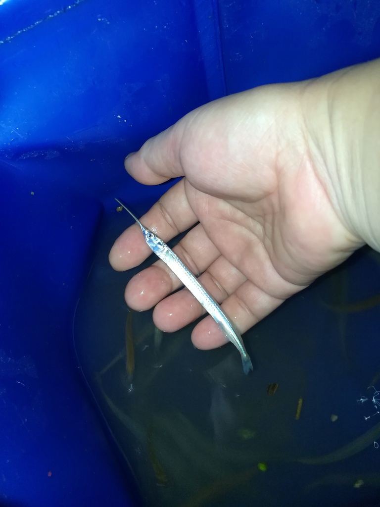 Asian Pencil Halfbeak from 中国湖北省武汉市江汉区 on August 8, 2017 at 09:04 PM by ...