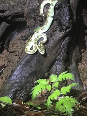 Craspedocephalus malabaricus