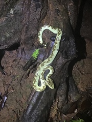 Craspedocephalus malabaricus