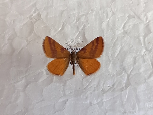 piadivka menšia (Lythria cruentaria)