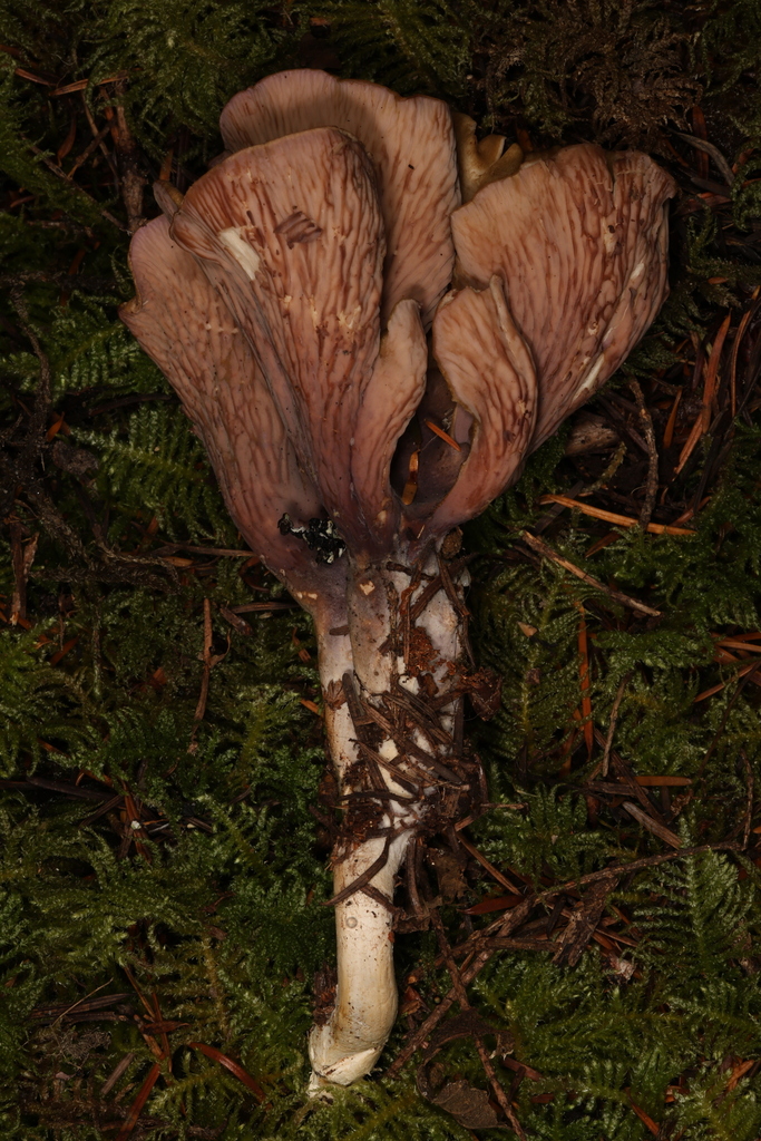Gomphus sp. 'clavatus-BC01'