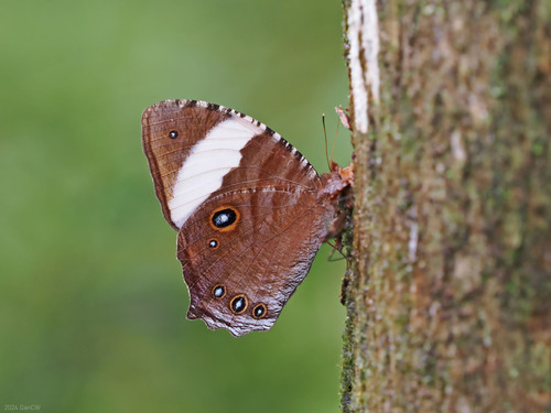 Banded Evening Brown