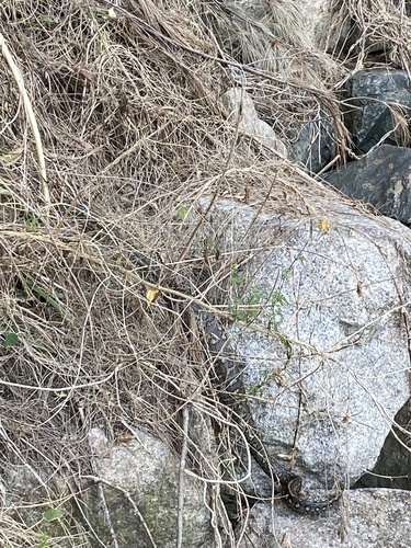 Coastal Carpet Python sighting