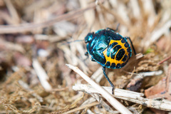 Comperocoris roehneri