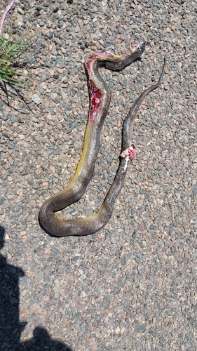 Water Python sighting