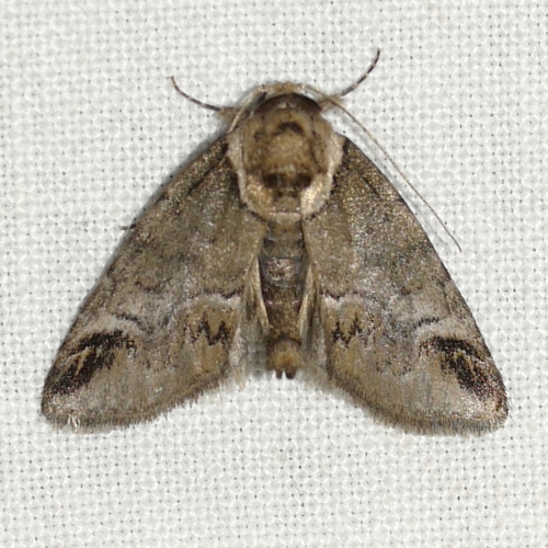 Small Baileya Moth photo 5