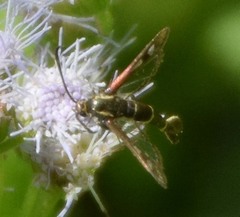 Synanthedon