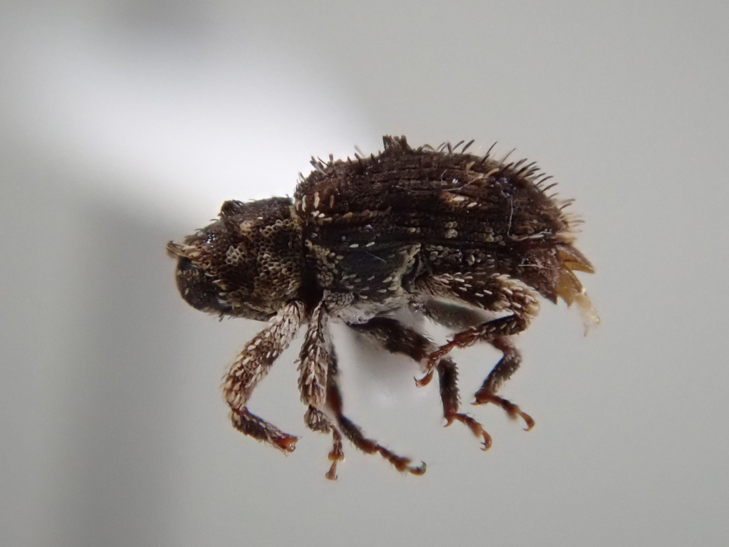 Didymus setosus
