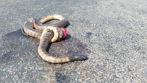 Black-headed Python sighting