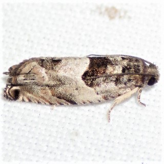 Cottonwood Twig Borer Moth