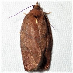 Argyrotaenia juglandana