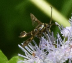 Synanthedon