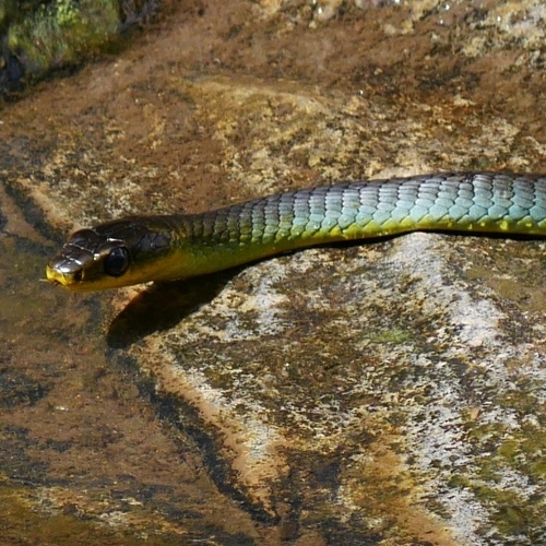 Common Tree Snake sighting