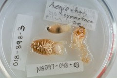 Aegiochus symmetrica