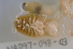 Aegiochus symmetrica