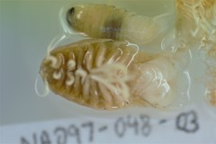 Aegiochus symmetrica