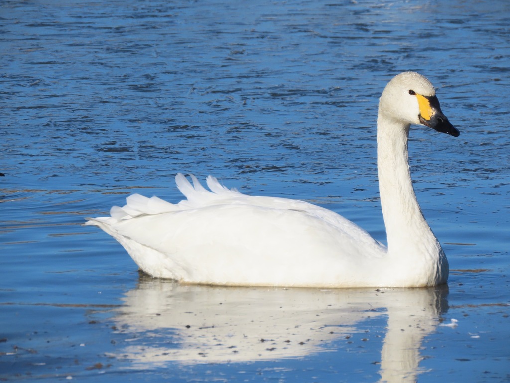 고니 from Sugaomachi, Joso, Ibaraki 303-0044, Japan on 2024년... 小白鳥, kohakuchou. · iNaturalist 고니 (Cygnus columbianus)