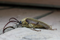 Acanthinodera cumingii