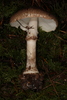 Echinoderma sp. 'PNW01' - Photo (c) John Plischke, some rights reserved (CC BY-NC), uploaded by John Plischke