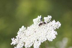 Ancistrocerus unifasciatus