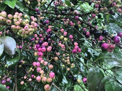 Memecylon umbellatum