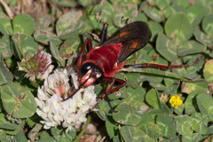 Sphex latreillei