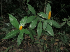 Costus lasius