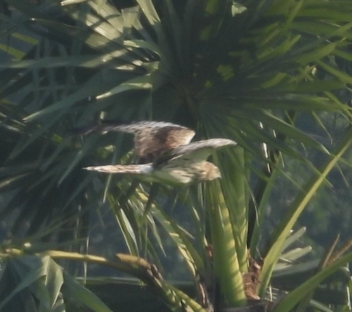 Pied Harrier