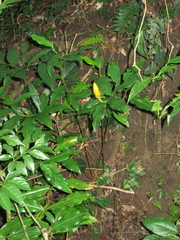 Costus lasius