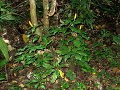 Costus lasius