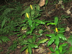 Costus lasius