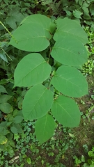 Reynoutria japonica