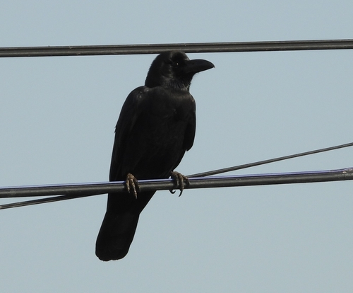 Large-billed Crow