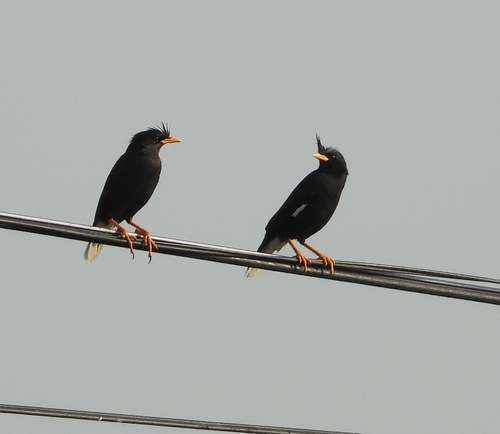 Great Myna