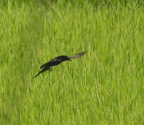 Black Drongo