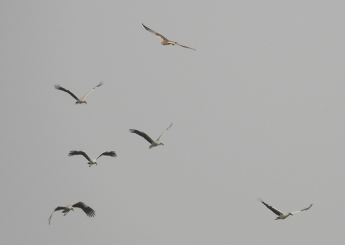 Eastern Marsh Harrier