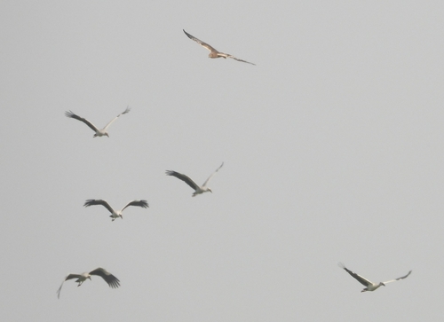 Asian Openbill